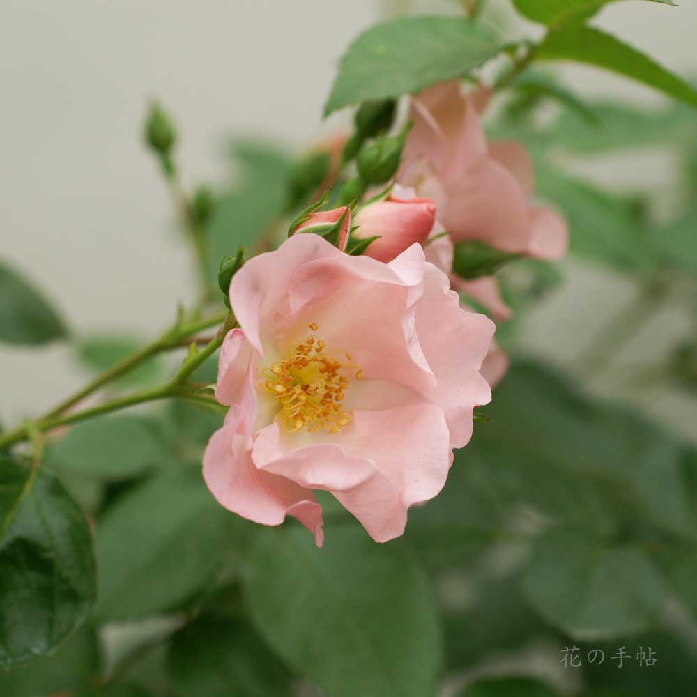 バラ ローゼンライゲン｜花の手帖の薔薇図鑑