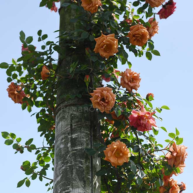 バラ つるローズテディベア｜花の手帖の薔薇図鑑