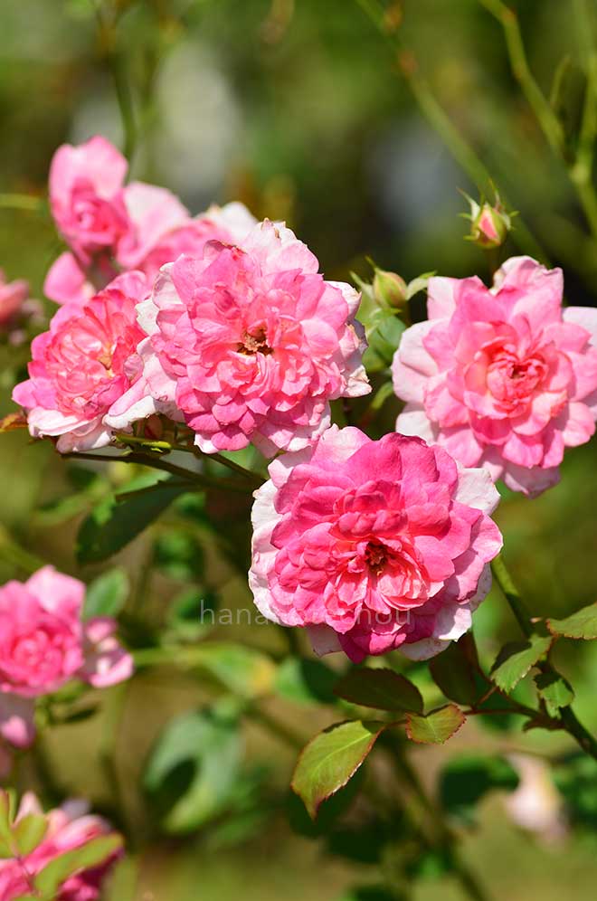 バラ ロズマリン|花の手帖の薔薇図鑑