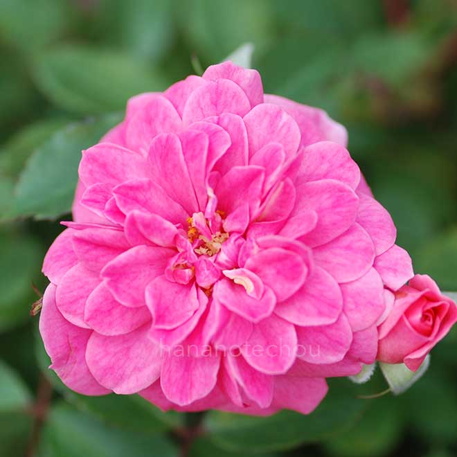 バラ ロズマリン'89|花の手帖の薔薇図鑑