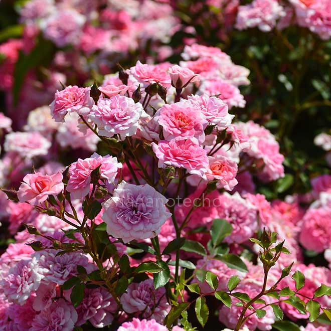 バラ ロズマリン'89|花の手帖の薔薇図鑑