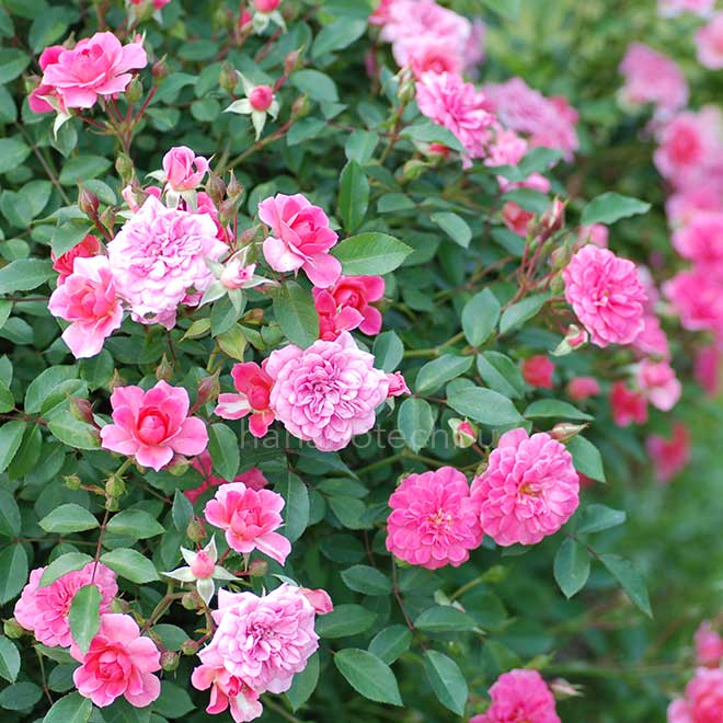 バラ ロズマリン'89|花の手帖の薔薇図鑑