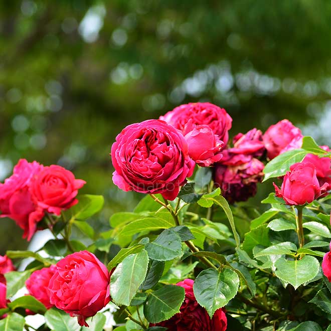 バラ ルージュ ピエール ドゥ ロンサール|花の手帖の薔薇図鑑