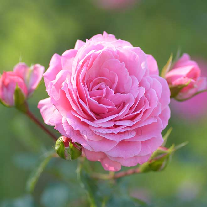 バラ ロイヤルボニカ｜花の手帖の薔薇図鑑