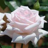 バラ ロイヤルハイネス｜花の手帖の薔薇図鑑