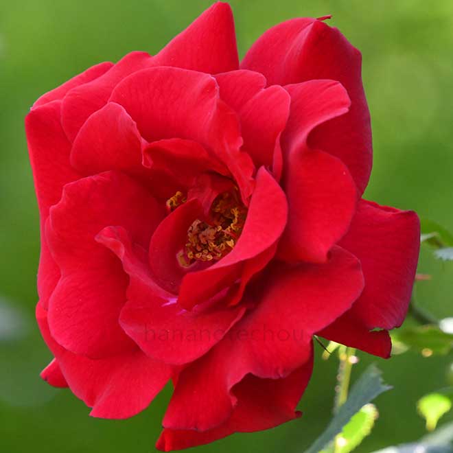 バラ ロイヤルスカーレットハイブリッド｜花の手帖の薔薇図鑑