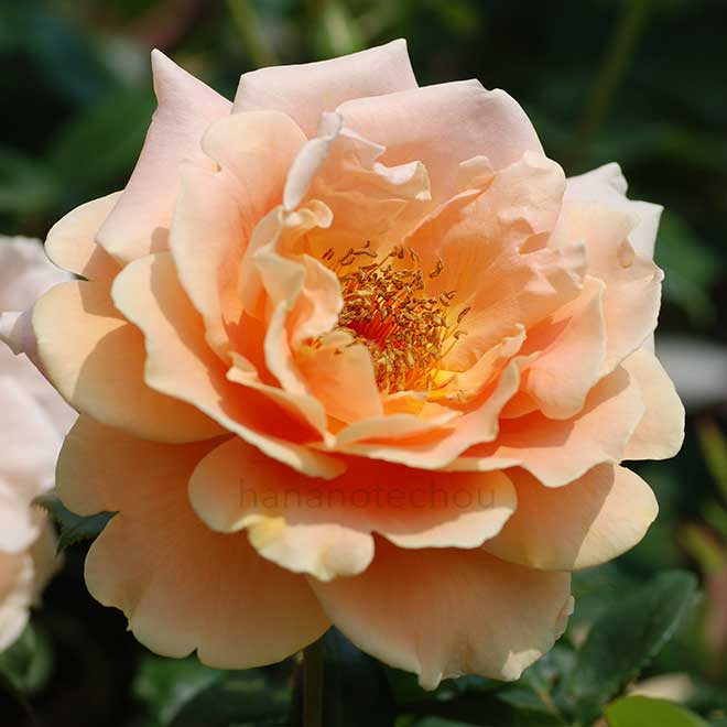 バラ ロイヤルサンセット｜花の手帖の薔薇図鑑