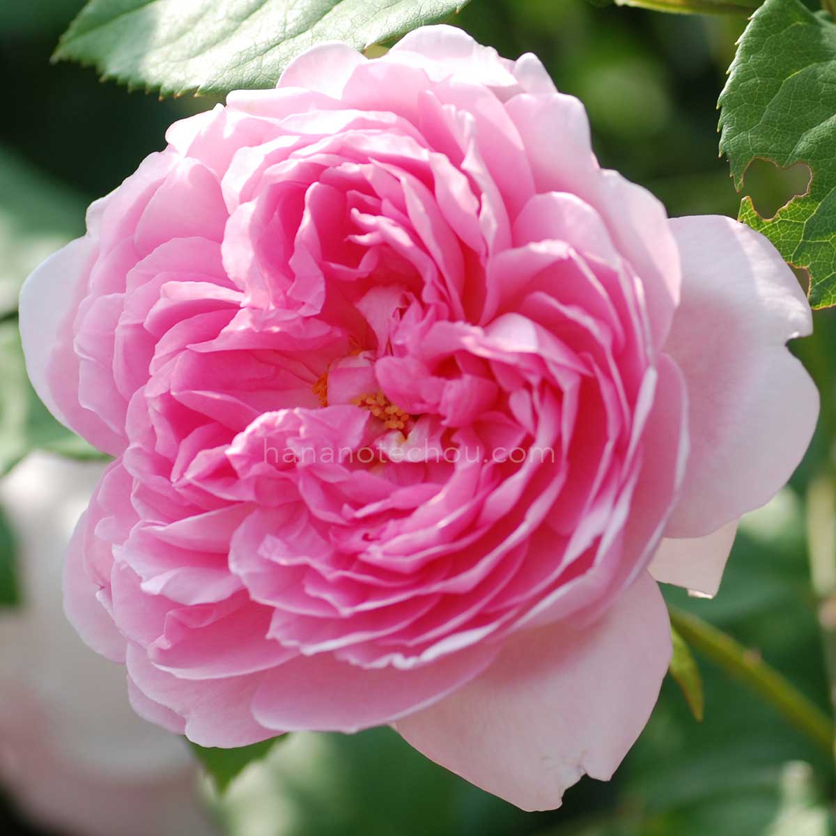 バラ ワイフ オブ バス｜花の手帖の薔薇図鑑