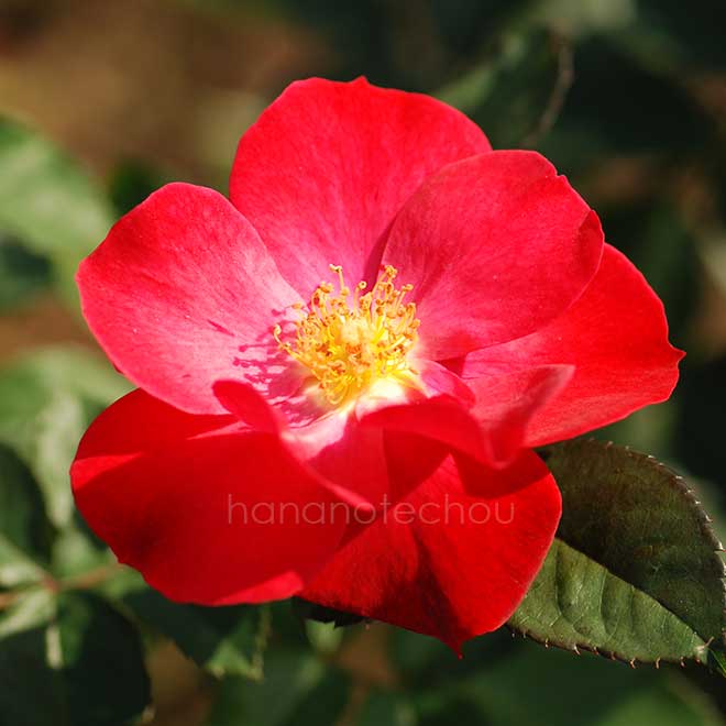 バラ ワイルドファイアー|花の手帖の薔薇図鑑