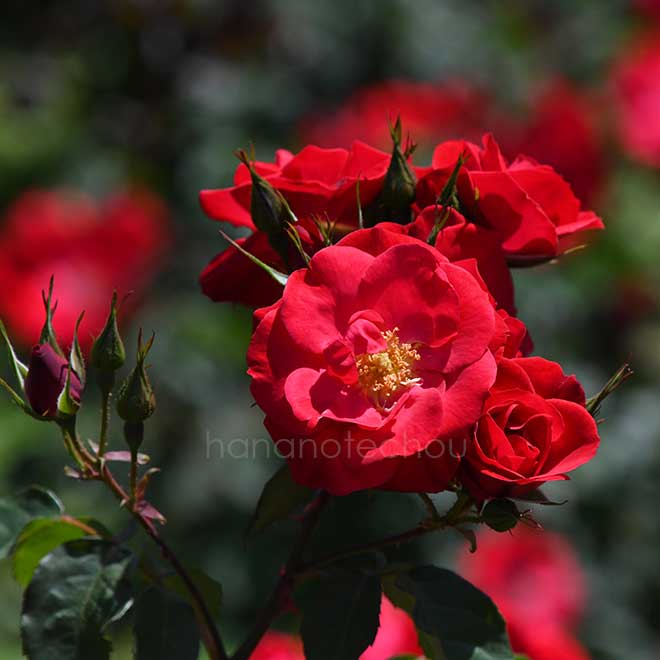 バラ ワイルドファイアー|花の手帖の薔薇図鑑