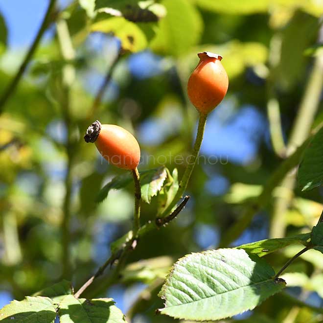 バラ セルシアーナ｜花の手帖の薔薇図鑑