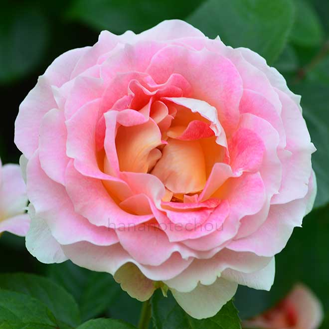 バラ シーザー｜花の手帖の薔薇図鑑