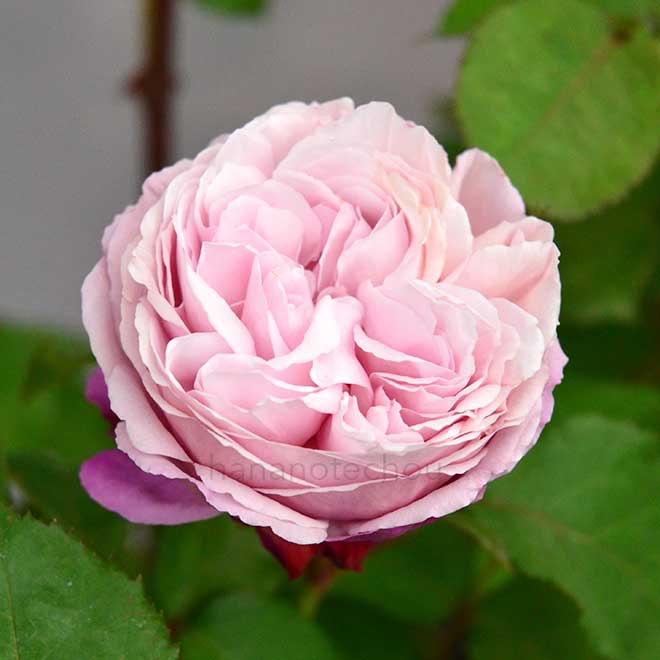 バラ シャンテ ロゼ ミサト｜花の手帖の薔薇図鑑