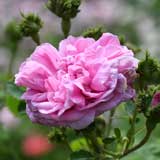 バラ |花の手帖の薔薇図鑑