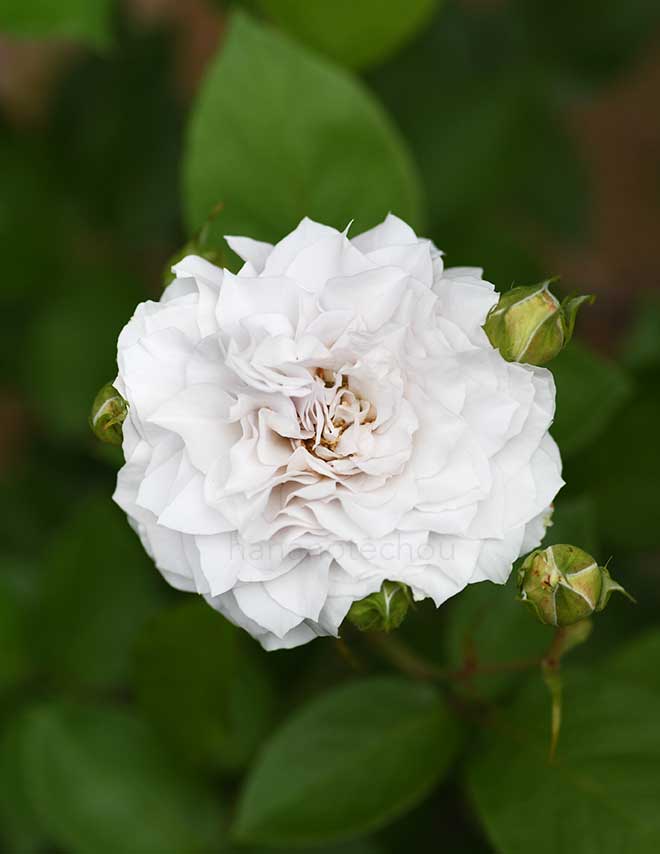バラ シャレード|花の手帖の薔薇図鑑