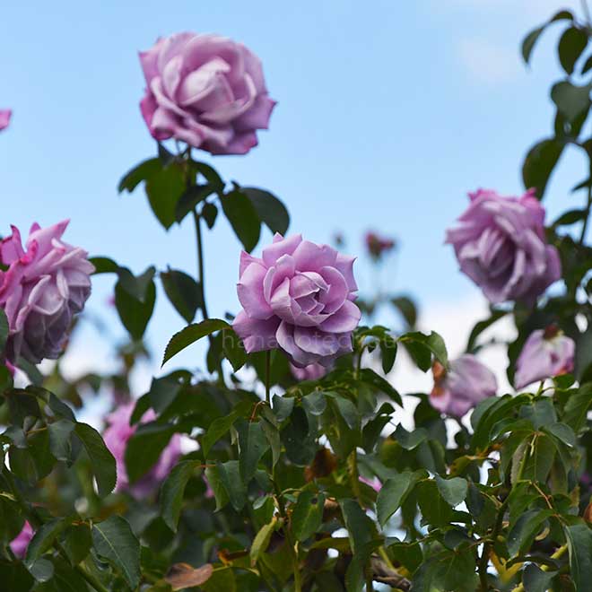バラ シャルル ドゥ ゴール｜花の手帖の薔薇図鑑