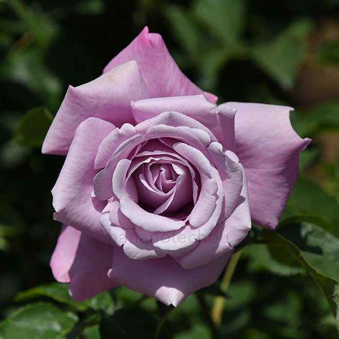 バラ シャルル ドゥ ゴール｜花の手帖の薔薇図鑑