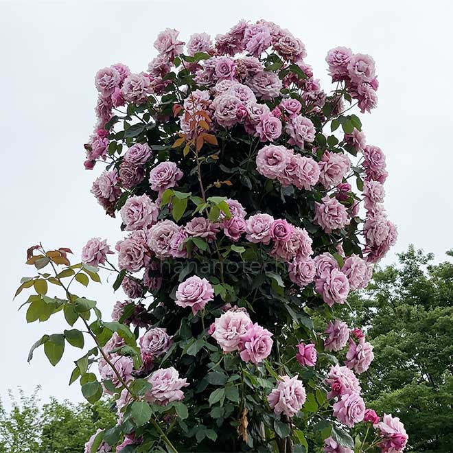 バラ つる シャルル ドゥ ゴール｜花の手帖の薔薇図鑑