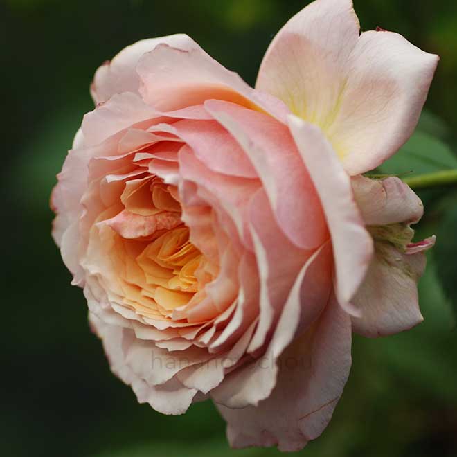 バラ シャルル ドゥ ナーヴォー｜花の手帖の薔薇図鑑