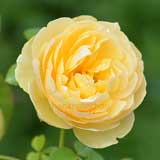 バラ シャルロット オースチン|花の手帖の薔薇図鑑