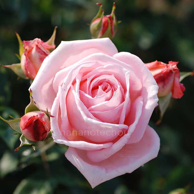 バラ シック｜花の手帖の薔薇図鑑