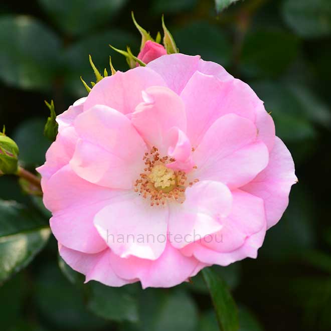 バラ シティ オブ ヨコハマ｜花の手帖の薔薇図鑑