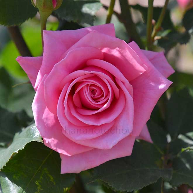 バラ ジーン バーナー｜花の手帖の薔薇図鑑