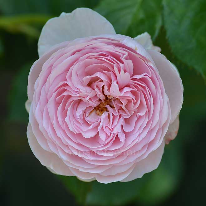 バラ ジェフ ハミルトン｜花の手帖の薔薇図鑑
