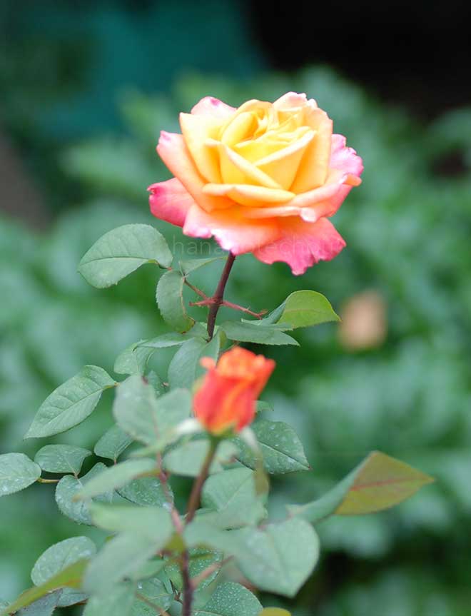 バラ ジルベール ベコー|花の手帖の薔薇図鑑