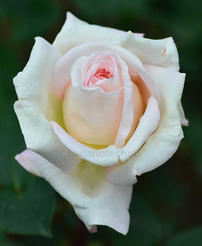 バラ ジャルダン ドゥ バガテール｜花の手帖の薔薇図鑑