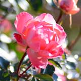 バラ ジャルダンドゥフランス｜花の手帖の薔薇図鑑