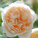バラ ジェインオースチン｜花の手帖の薔薇図鑑