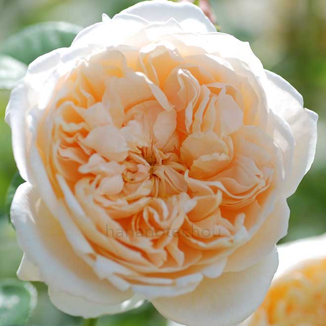 バラ ジェーン オースチン｜花の手帖の薔薇図鑑