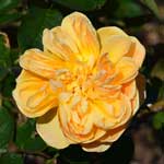 バラ ジャンジオノ｜花の手帖の薔薇図鑑