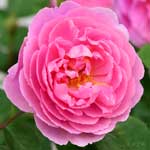 バラ ジョンクレア｜花の手帖の薔薇図鑑