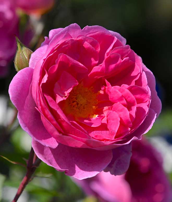 バラ ジョン クレア｜花の手帖の薔薇図鑑