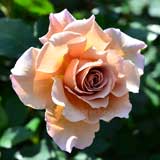 バラ ジュリア｜花の手帖の薔薇図鑑