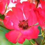 バラ サドラーズウェルズ｜花の手帖の薔薇図鑑