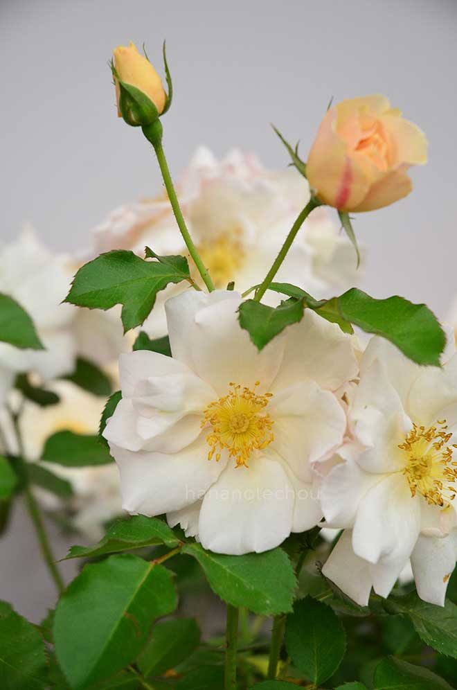 バラ サガ｜花の手帖の薔薇図鑑