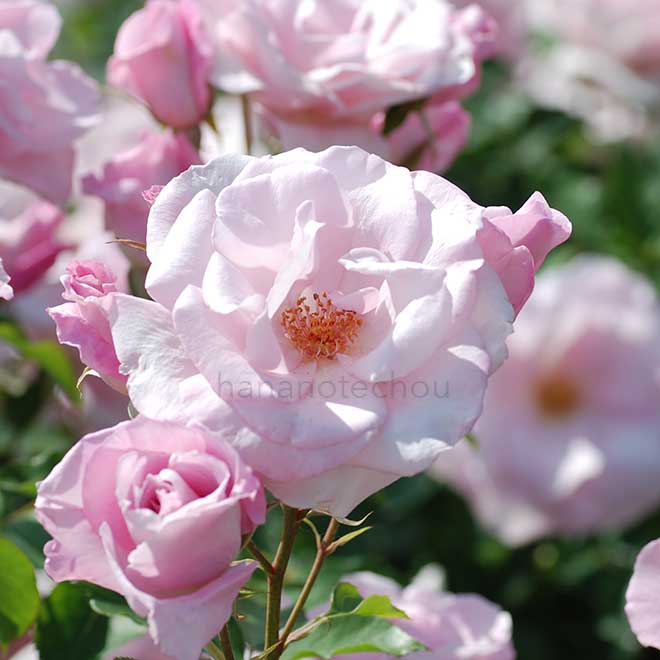 バラ 桜貝｜花の手帖の薔薇図鑑
