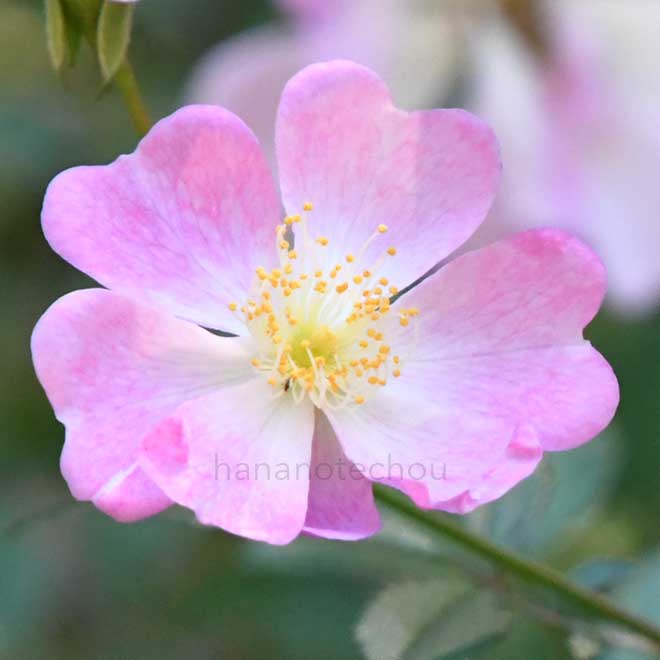 バラ 桜木｜花の手帖の薔薇図鑑