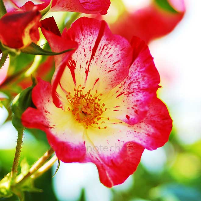 バラ サラマンダー｜花の手帖の薔薇図鑑