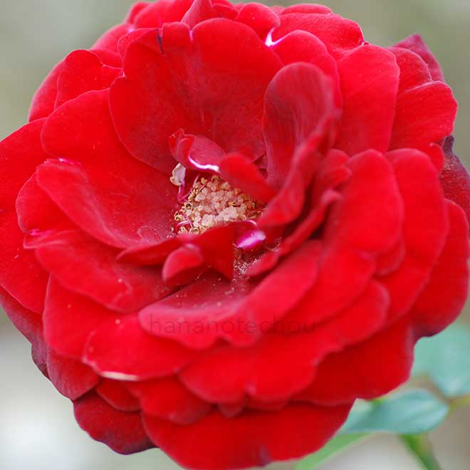 バラ つる サムライ｜花の手帖の薔薇図鑑