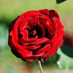 バラ サムライ｜花の手帖の薔薇図鑑