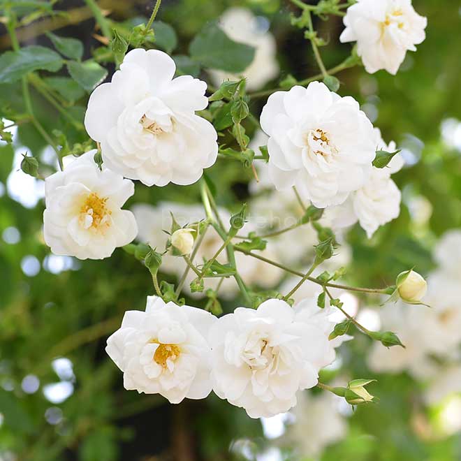 バラ サンダースホワイトランブラー｜花の手帖の薔薇図鑑