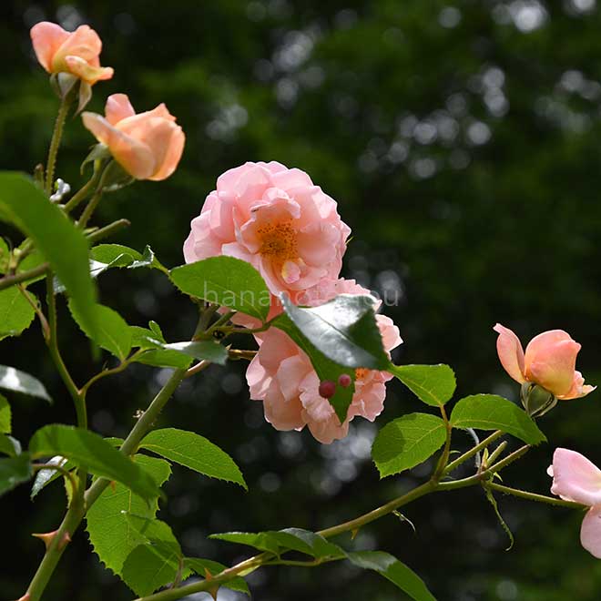 バラ ザンガーハウザー ユビレウムスローゼ｜花の手帖の薔薇図鑑
