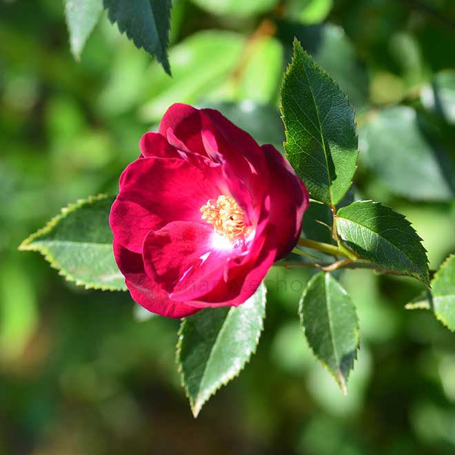 バラ サングラント｜花の手帖の薔薇図鑑