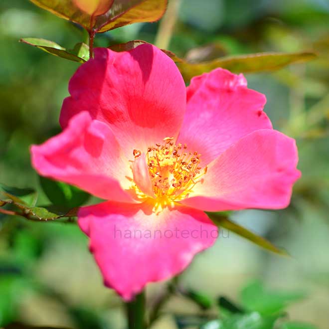 バラ サツルニア｜花の手帖の薔薇図鑑