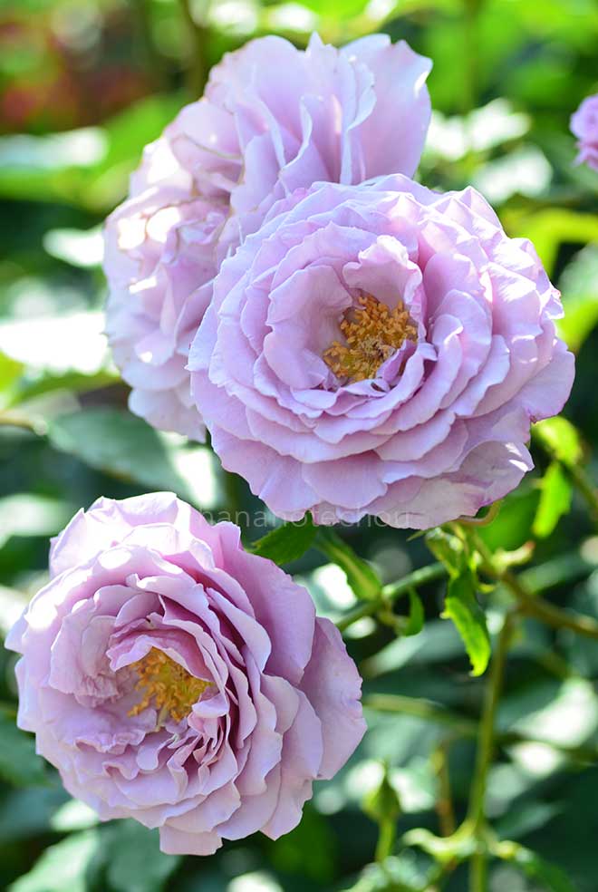 バラ シークレットパフューム｜花の手帖の薔薇図鑑