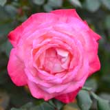 バラ 聖火｜花の手帖の薔薇図鑑
